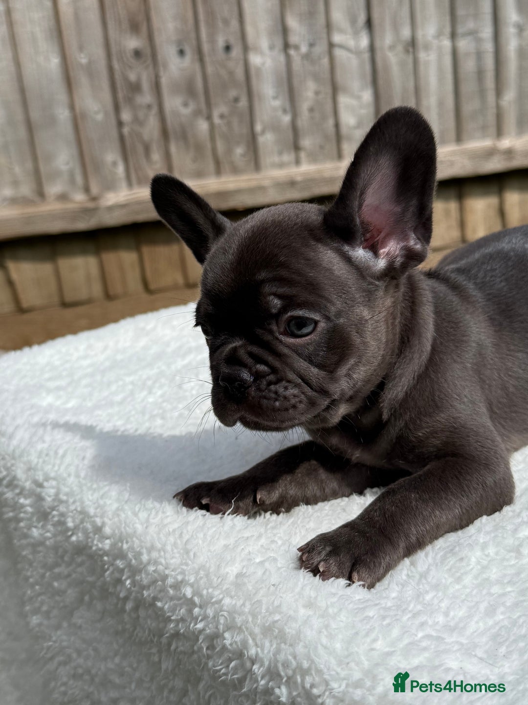 French Bulldog dogs for sale: Miss White X Kastro  - Image 11