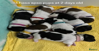 Lhasa Apso dogs - Advert 1