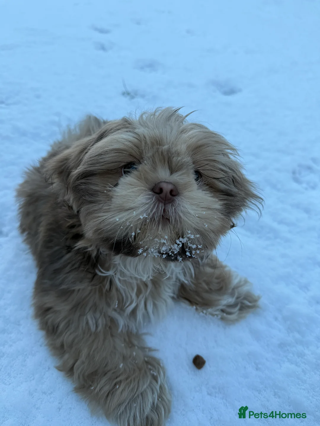 Shih Tzu dogs for sale: Shih Tzu puppy - Advert 15