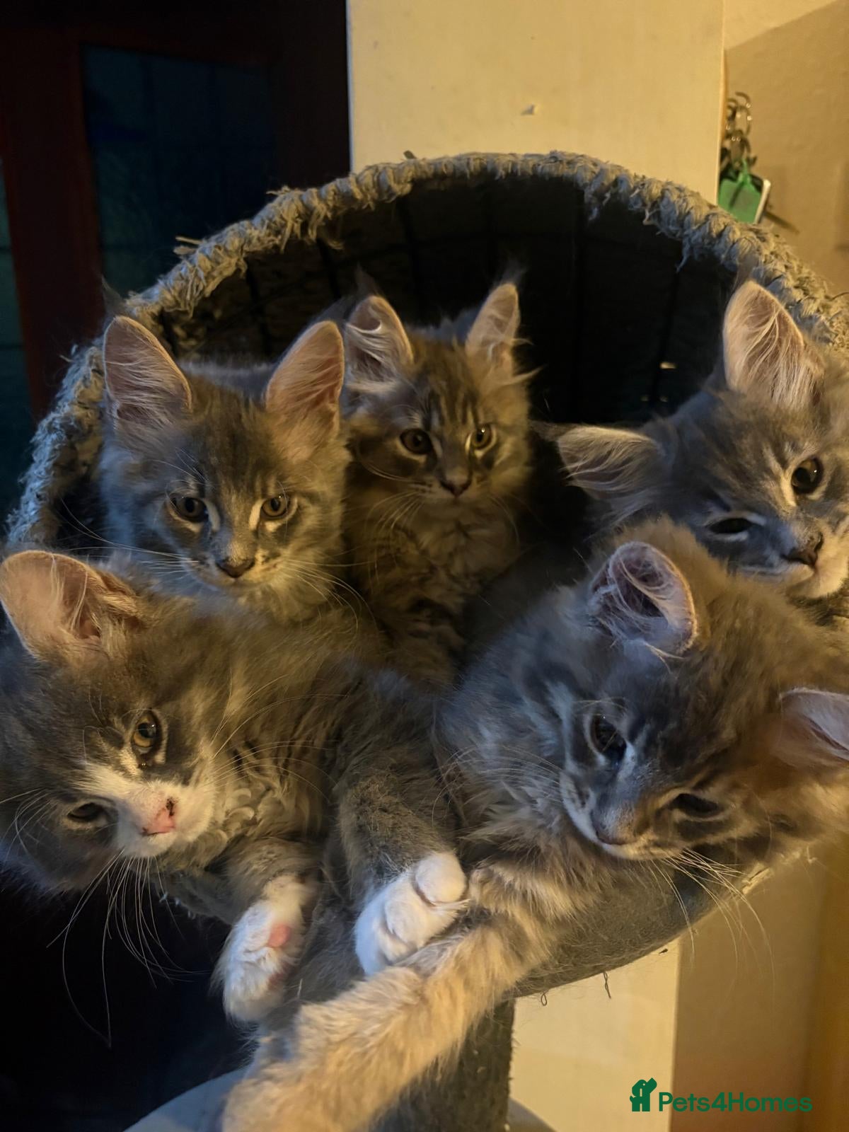 Maine Coon cats Beautiful Maine Coon Kittens 3 boys/ 2 girl  - Advert 12