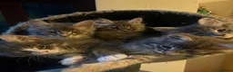 Maine Coon cats for sale: Beautiful Maine Coon Kittens 3 boys/ 2 girl  - Advert 1