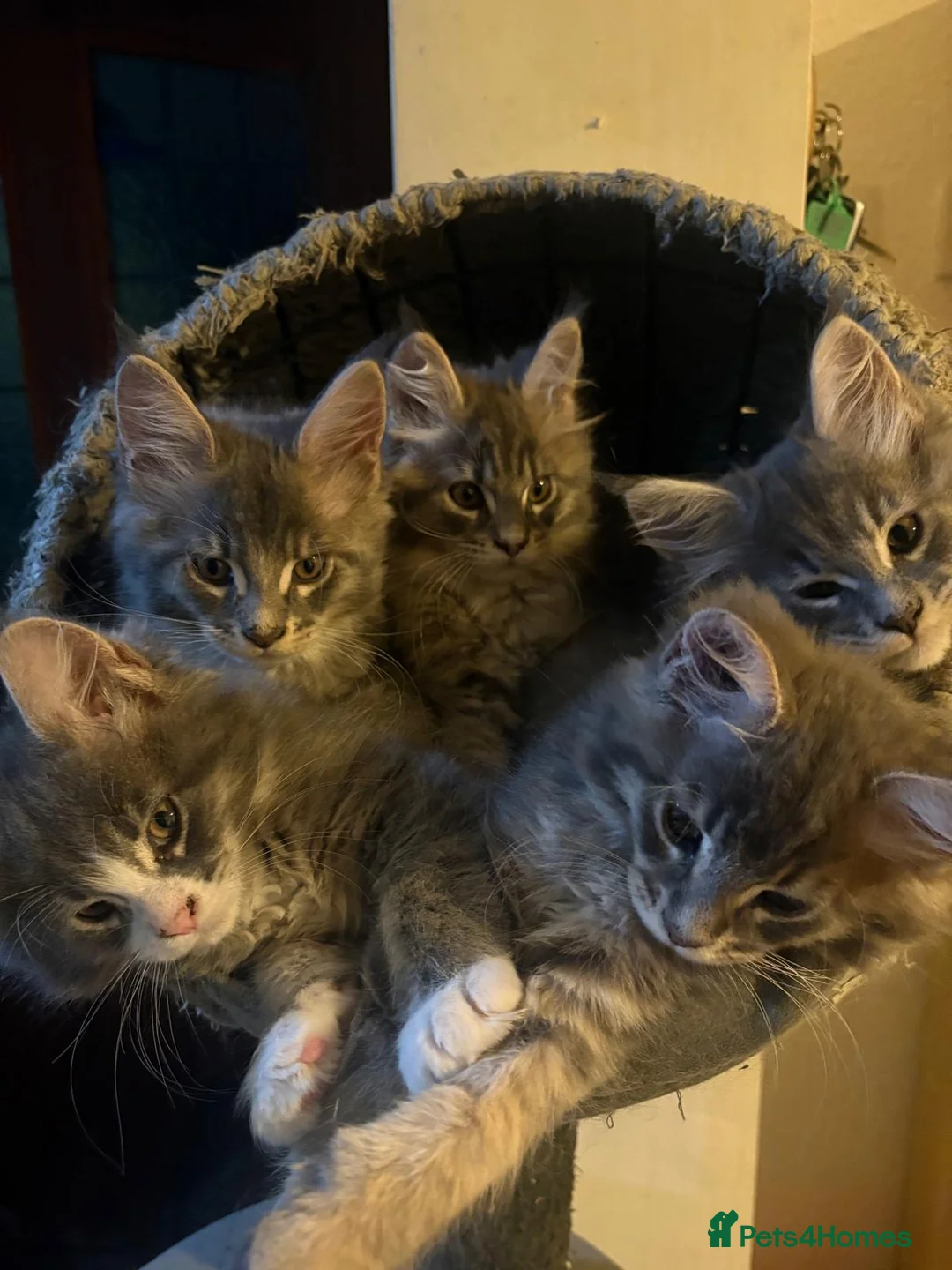 Maine Coon cats for sale: Beautiful Maine Coon Kittens 3 boys/ 2 girl  - Advert 1