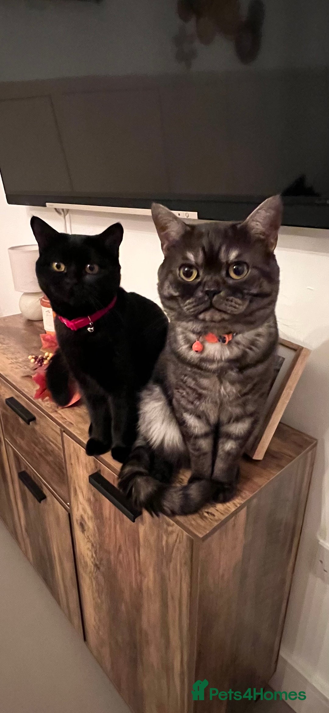 British Shorthair cats for sale: Beautiful British Shorthair Kittens  - Advert 23