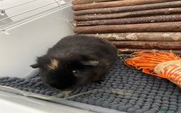 Guinea Pig rodents for sale: Two male guinea pigs with cage and accessories  - Image 10