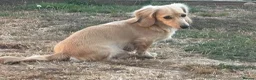 Miniature Dachshund dogs for sale: Long haired minature daschund  in Hereford - Advert 6