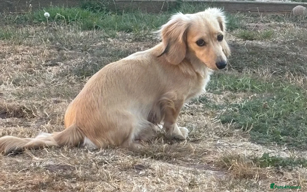 Miniature Dachshund dogs for sale: Long haired minature daschund  in Hereford - Advert 6