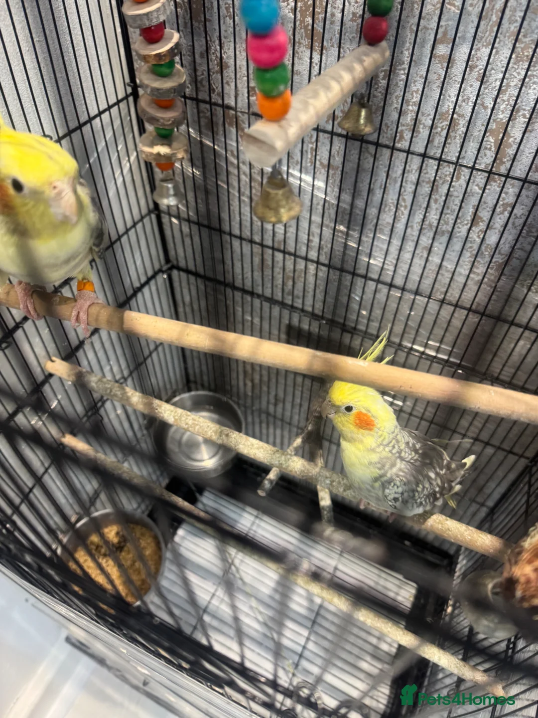 Cockatiels birds for sale: Male and female cockatiels  in Huddersfield - Advert 6
