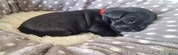 Patterdale Terrier dogs for sale: 1 left - Working Patty Pup - Advert 24