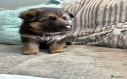 German Shepherd dogs for sale: Only 1 boy left Kc German Shepherd Puppies in Canvey Island - Image 20