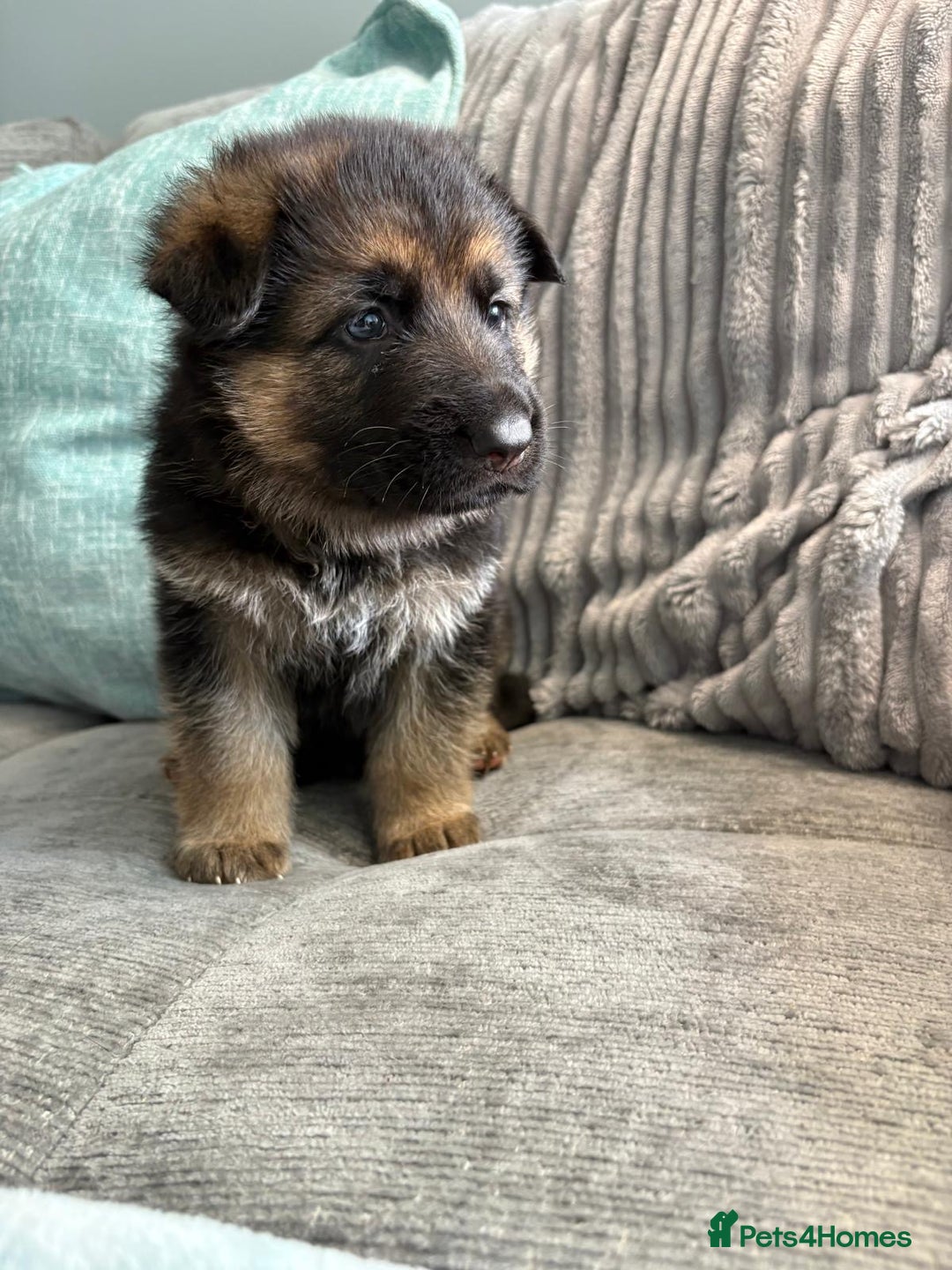 German Shepherd dogs for sale: Only 1 boy left Kc German Shepherd Puppies in Canvey Island - Image 20