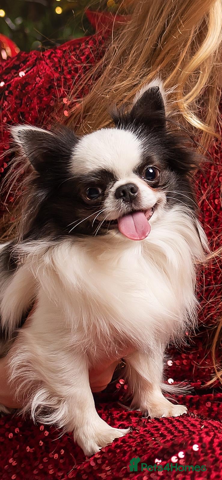 Chihuahua dogs Buster - Long Coat Chihuahua Stud - Advert 6