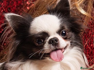 Chihuahua dogs for stud: Buster - Long Coat Chihuahua Stud - Advert 1