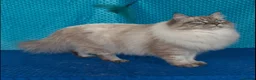 Siberian cats for sale: Champion Line Kitens - Advert 10