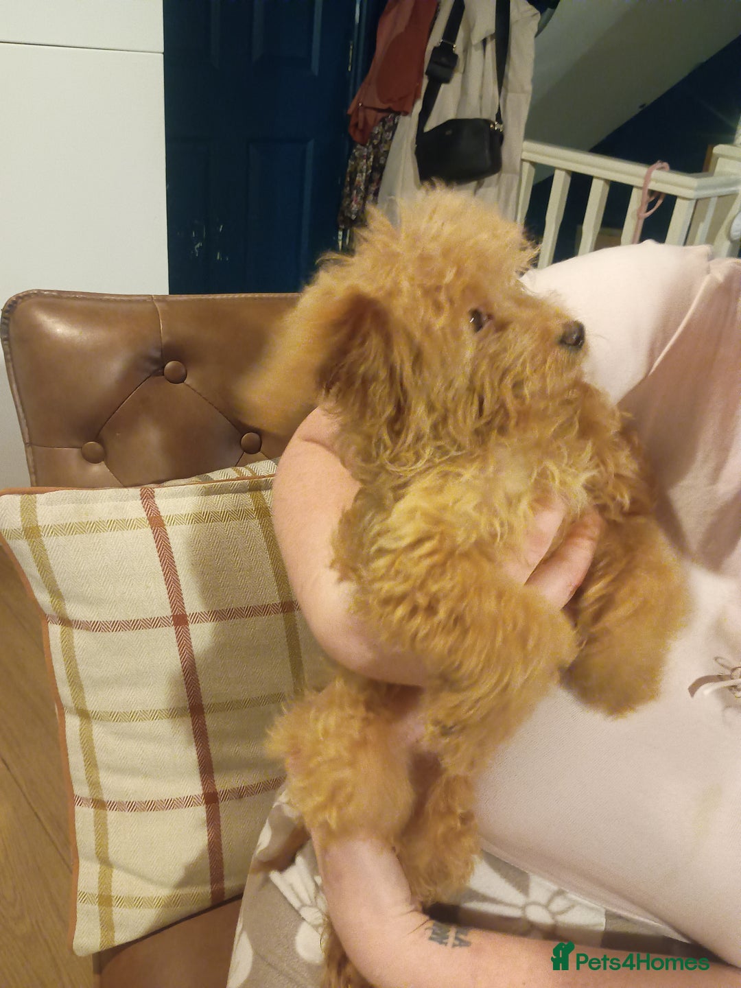 Cockapoo dogs for sale: Miniature cockapoos  - Advert 5