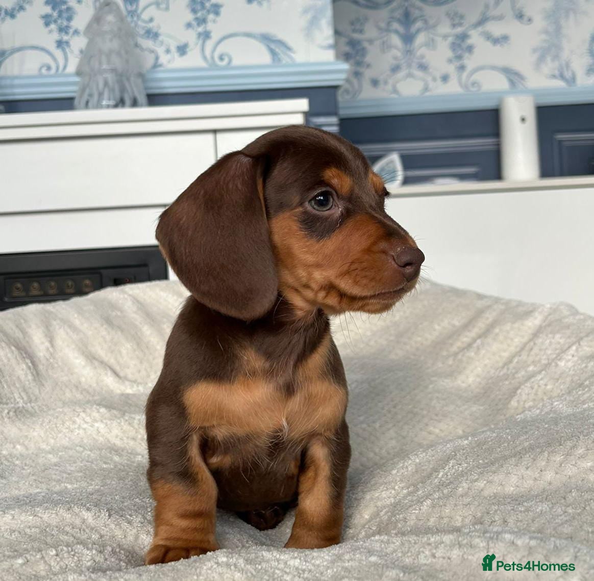 Dachshund dogs STUNNING MINI KC REG PRA CLEAR - Advert 3