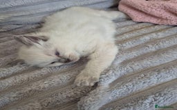 Ragdoll cats for sale: Active playful blue eyes Rag dolls - Image 5