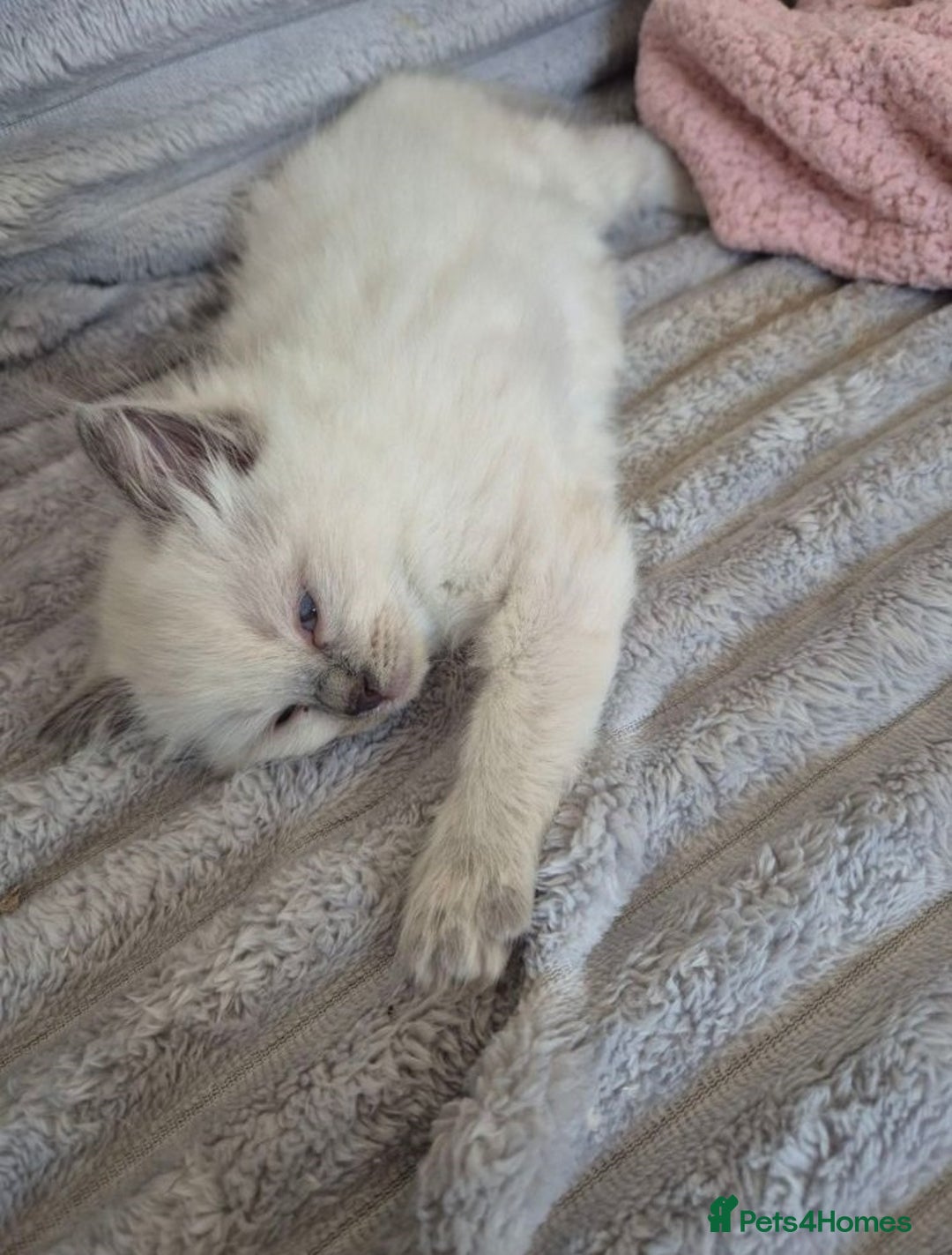 Ragdoll cats for sale: Active playful blue eyes Rag dolls - Image 5