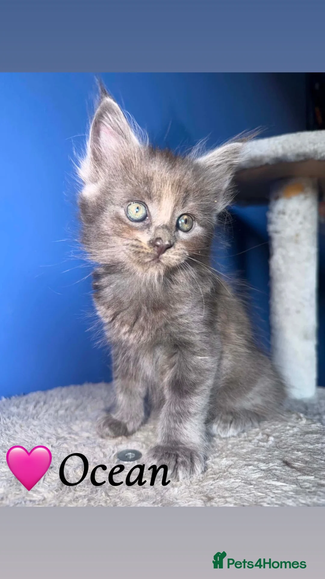 Maine Coon cats for sale: 6 Maine Coon Kittens  M/F in Denbigh - Advert 2