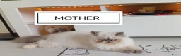Persian cats for sale: Exotic Persian Kittens  - Advert 13
