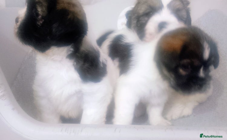 Mixed Breed dogs - Advert 4