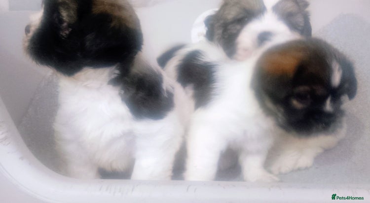 Mixed Breed dogs - Advert 4