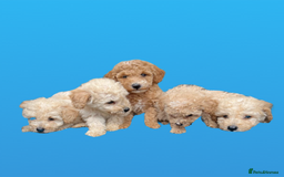 Cockapoo dogs for sale: F1B cockapoo puppys - Image 17