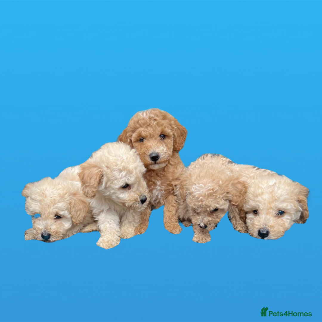 Cockapoo dogs for sale: F1B cockapoo puppys - Image 17