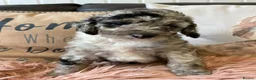 Cockapoo dogs for sale: F1bCockapoos 5 star  licenced premises  - Advert 5