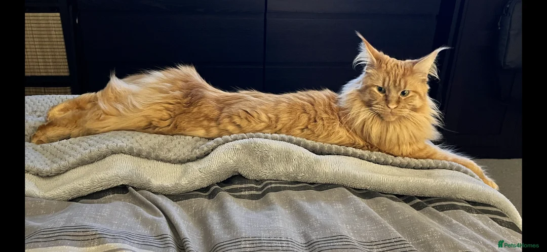 Maine Coon cats for sale: Stunning Mainecoon Kittens - Advert 1