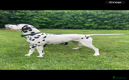 Dalmatian dogs for stud: *PROVEN* KC reg black spotted handsome William +/+ in Birmingham - Image 4
