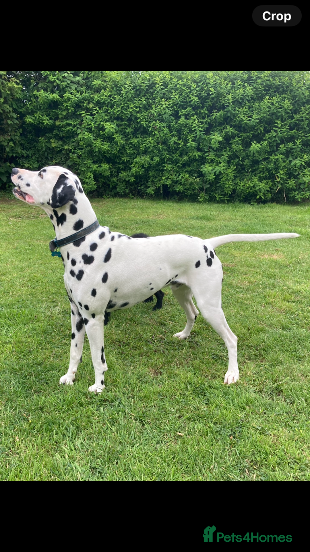 Dalmatian dogs for stud: *PROVEN* KC reg black spotted handsome William +/+ in Birmingham - Image 4