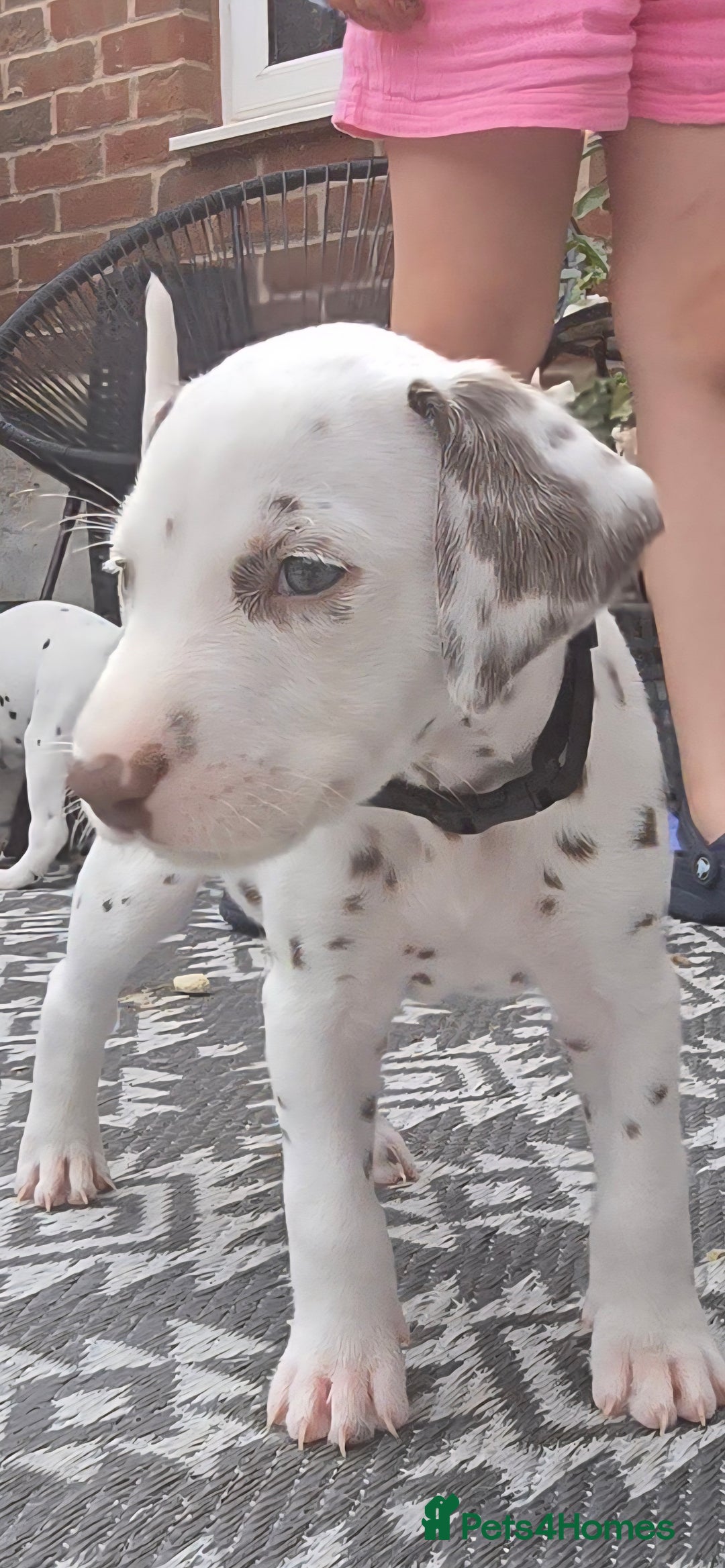 Dalmatian dogs for sale: Ready to leave 17th august in Banbury - Image 20