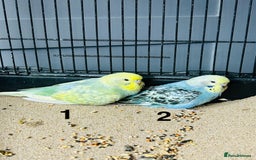 Budgerigars birds for sale: Baby Budgies  - Image 9