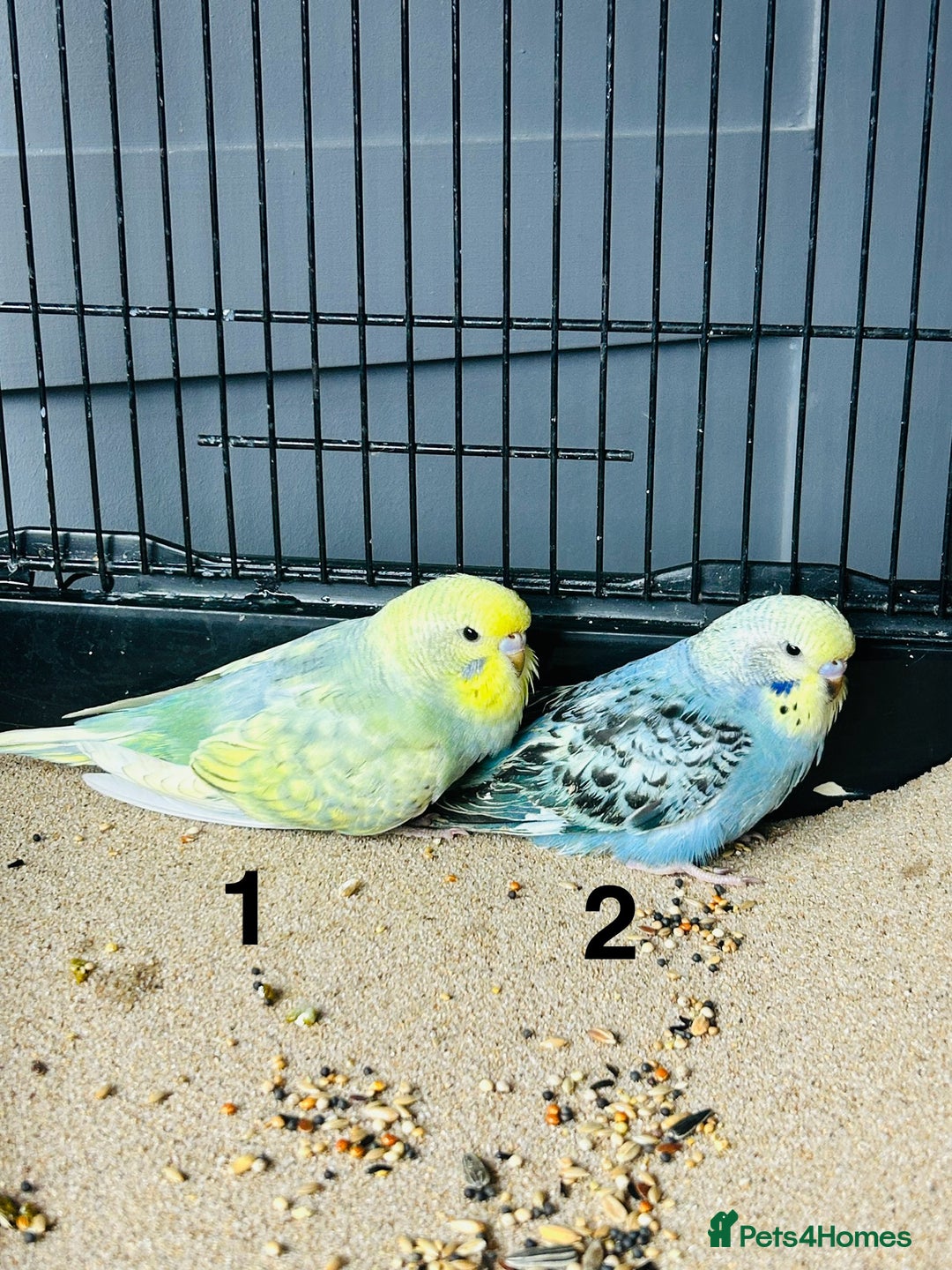 Budgerigars birds for sale: Baby Budgies  - Image 9