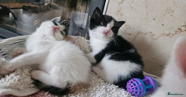 Selkirk Rex cats - Advert 14