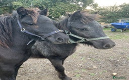 Shetland pony horses for sale: Rising 3 year old Stallion Miniature Shetland  - Image 6