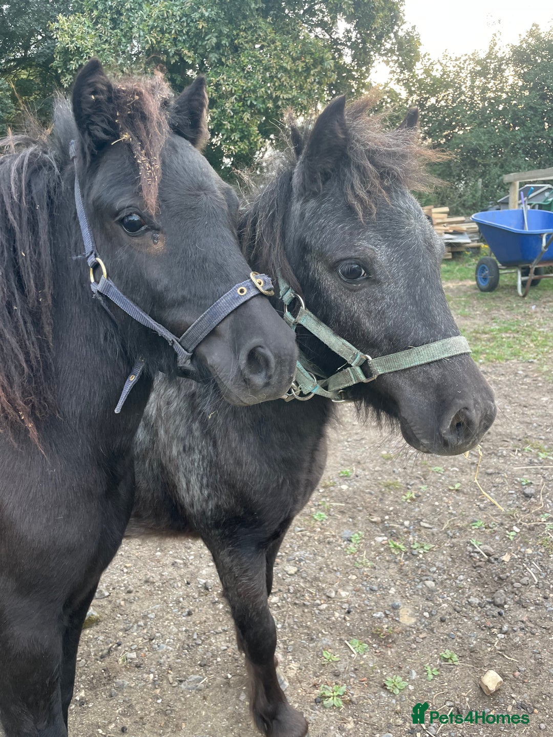 Shetland pony horses for sale: Rising 3 year old Stallion Miniature Shetland  - Image 6
