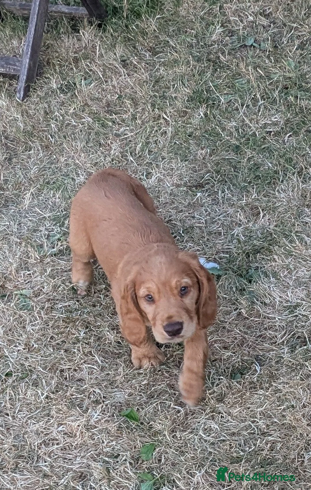 Cocker Spaniel dogs for sale: KC registered golden working cocker spaniel boys - Advert 10