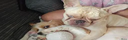 Cavalier King Charles Spaniel dogs for sale: 4 month old puppy in Brighton - Advert 2