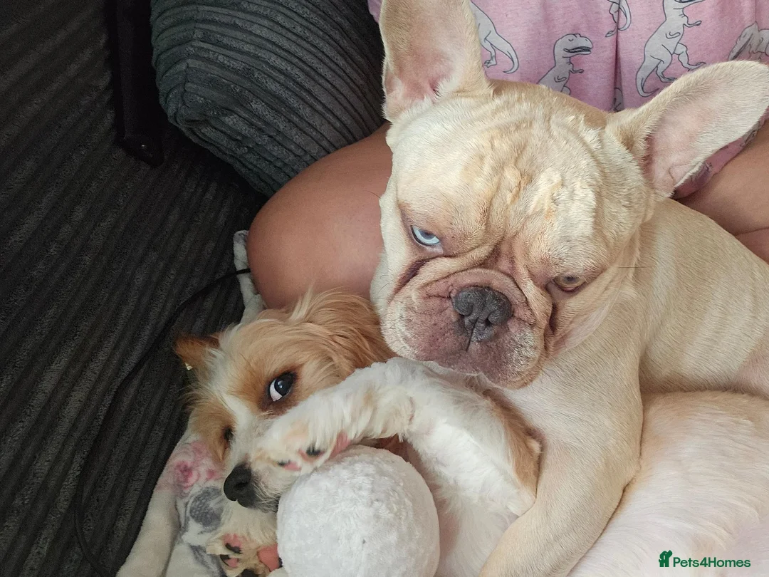 Cavalier King Charles Spaniel dogs for sale: 4 month old puppy in Brighton - Advert 2