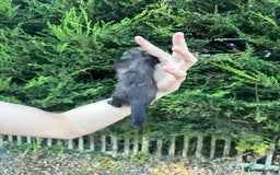 Ferret rodents for sale: solid black cross polecat kits  - Image 18