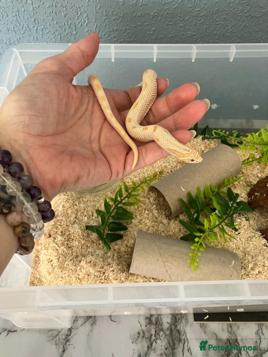 Snake reptiles for sale: Male Hognose albino snake - Advert 2