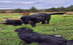 Flat coated Retriever dogs for sale: Flat coat retriever  - Image 18