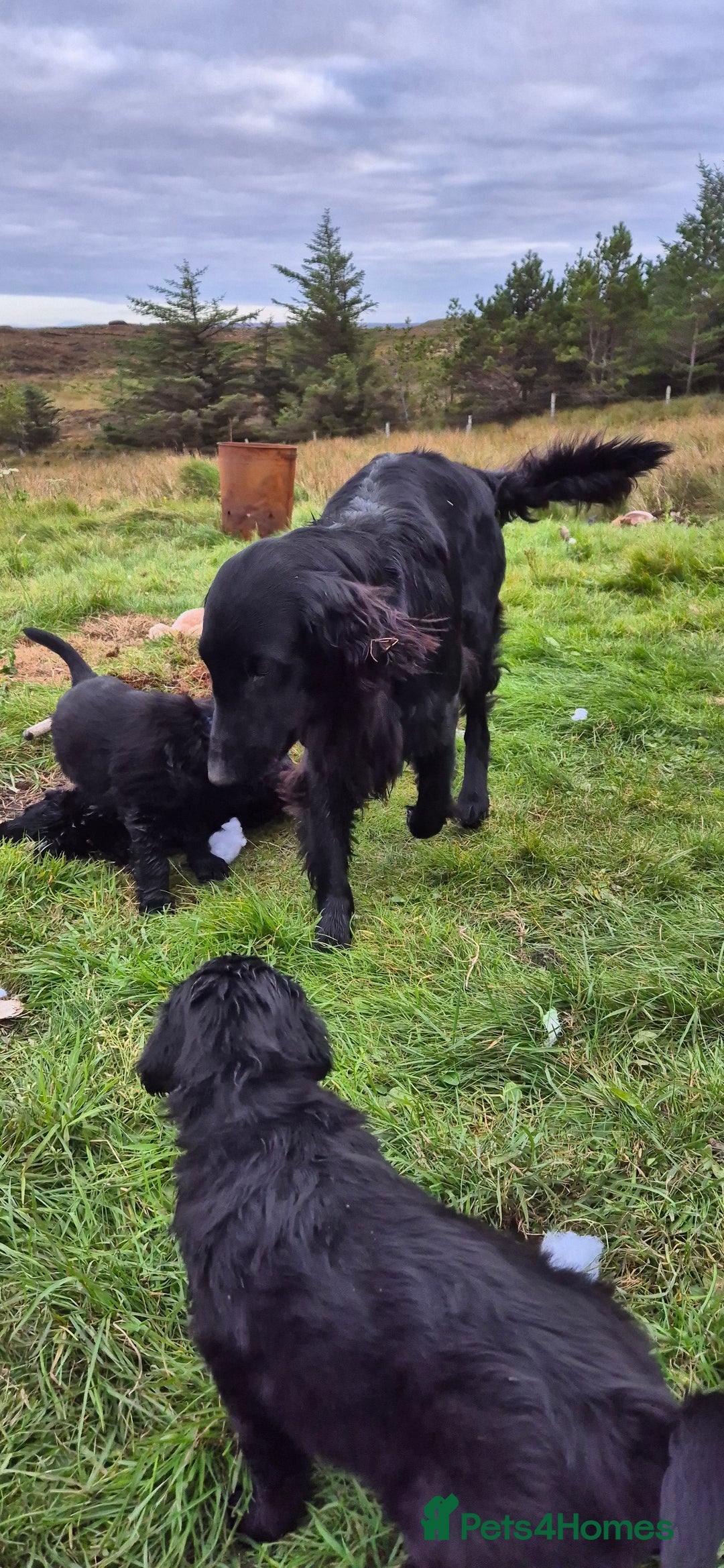 Flat coated Retriever dogs for sale: Flat coat retriever  - Image 18