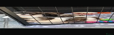Shih Tzu 3