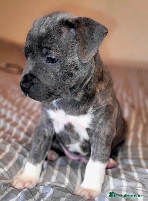 Staffordshire Bull Terrier dogs Last Kc Blue brindle girl Staff pup. - Advert 1