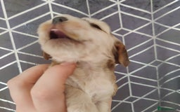 Cocker Spaniel dogs for sale: Show Type Cocker Spaniels Health Tested Parents  - Image 19