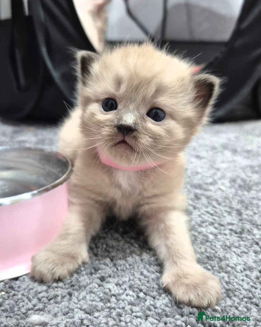 Ragdoll cats for sale: Adorable Ragdoll Kittens for sale - Advert 15