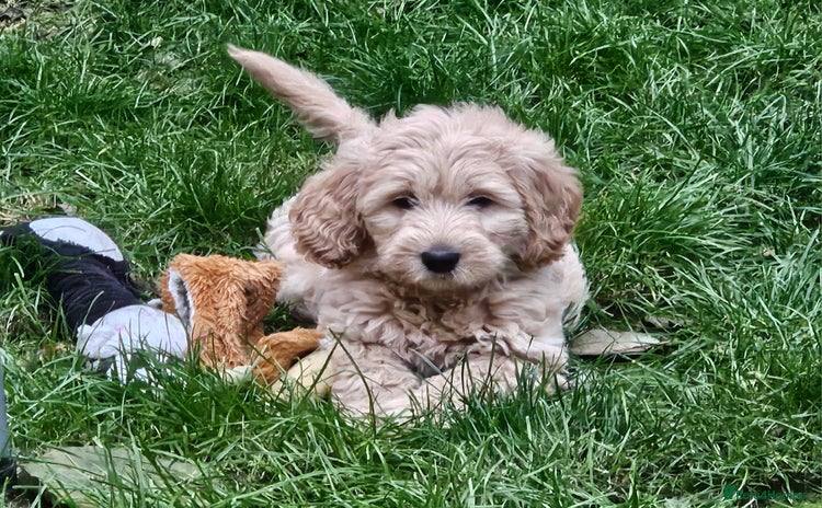 Goldendoodle dogs - Advert 1