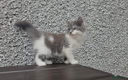 Ragdoll cats for sale: Last gorgous kitten - Image 3
